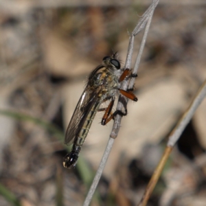 Asiola fasciata at Kambah, ACT - 7 Oct 2018 02:49 PM