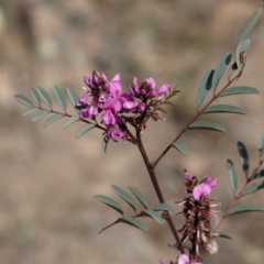 Indigofera australis subsp. australis (Australian Indigo) at Kambah, ACT - 7 Oct 2018 by MatthewFrawley