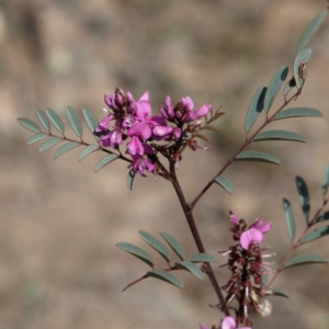 Indigofera australis subsp. australis at Kambah, ACT - 7 Oct 2018