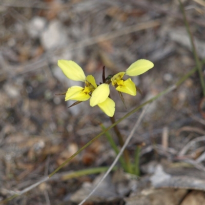 Diuris chryseopsis (Golden Moth) at Mount Taylor - 7 Oct 2018 by MatthewFrawley