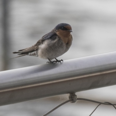 Hirundo neoxena (Welcome Swallow) at Kingston, ACT - 9 Oct 2018 by AlisonMilton