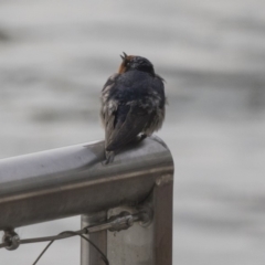 Hirundo neoxena at Kingston, ACT - 9 Oct 2018