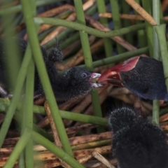 Porphyrio melanotus (Australasian Swamphen) at JER700: JWs - Eyrie St Wetland - 8 Oct 2018 by AlisonMilton