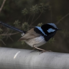 Malurus cyaneus (Superb Fairywren) at Kingston, ACT - 9 Oct 2018 by Alison Milton