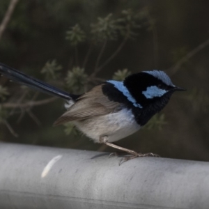 Malurus cyaneus at Kingston, ACT - 9 Oct 2018 08:22 AM