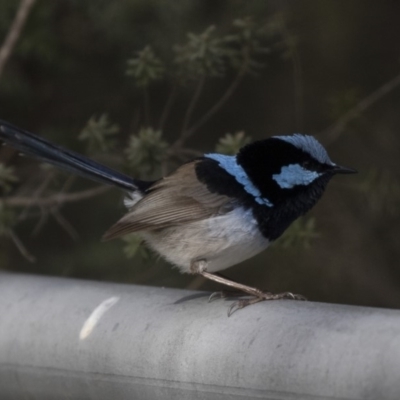 Malurus cyaneus (Superb Fairywren) at Kingston, ACT - 9 Oct 2018 by Alison Milton