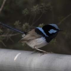 Malurus cyaneus (Superb Fairywren) at Lake Burley Griffin Central/East - 8 Oct 2018 by Alison Milton