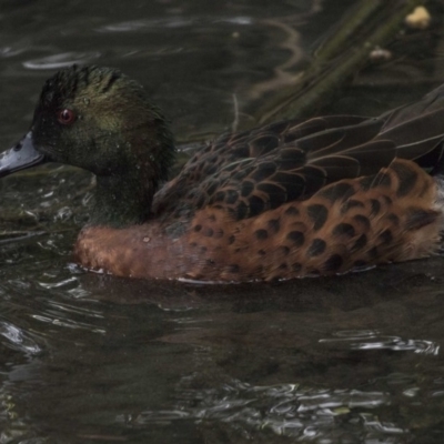 Anas castanea (Chestnut Teal) at Kingston, ACT - 9 Oct 2018 by AlisonMilton