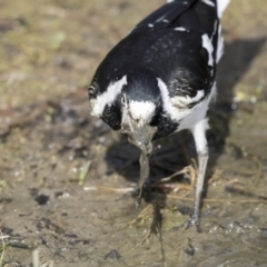 Grallina cyanoleuca (Magpie-lark) at JER700: JWs - Eyrie St Wetland - 8 Oct 2018 by AlisonMilton