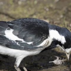 Grallina cyanoleuca at Kingston, ACT - 9 Oct 2018