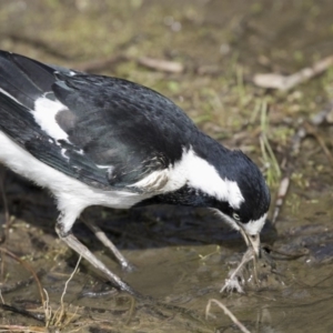 Grallina cyanoleuca at Kingston, ACT - 9 Oct 2018