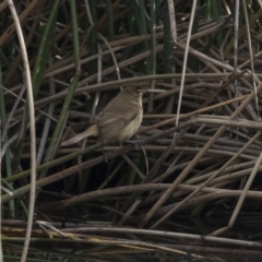 Acrocephalus australis (Australian Reed-Warbler) at Lake Burley Griffin Central/East - 8 Oct 2018 by Alison Milton