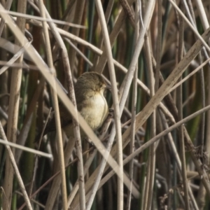 Acrocephalus australis at Kingston, ACT - 9 Oct 2018