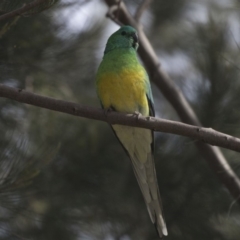 Psephotus haematonotus (Red-rumped Parrot) at Lake Burley Griffin Central/East - 8 Oct 2018 by Alison Milton