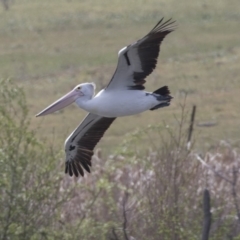 Pelecanus conspicillatus (Australian Pelican) at Jerrabomberra Wetlands - 8 Oct 2018 by Alison Milton