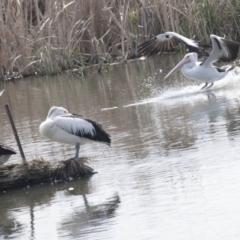 Pelecanus conspicillatus at Fyshwick, ACT - 9 Oct 2018 09:15 AM