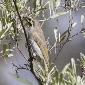 Caligavis chrysops at Fyshwick, ACT - 9 Oct 2018