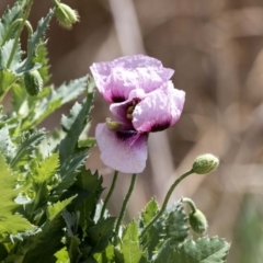 Papaver somniferum (Opium Poppy) at Jerrabomberra Wetlands - 8 Oct 2018 by AlisonMilton