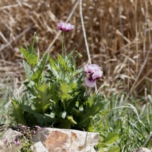 Papaver somniferum at Fyshwick, ACT - 9 Oct 2018