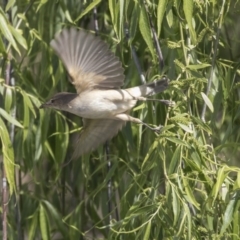 Acrocephalus australis (Australian Reed-Warbler) at Fyshwick, ACT - 8 Oct 2018 by Alison Milton