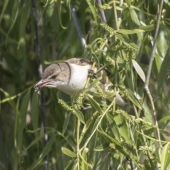 Acrocephalus australis at Fyshwick, ACT - 9 Oct 2018