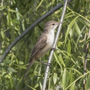 Acrocephalus australis at Fyshwick, ACT - 9 Oct 2018