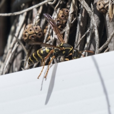 Polistes (Polistes) chinensis (Asian paper wasp) at Jerrabomberra Wetlands - 9 Oct 2018 by Alison Milton