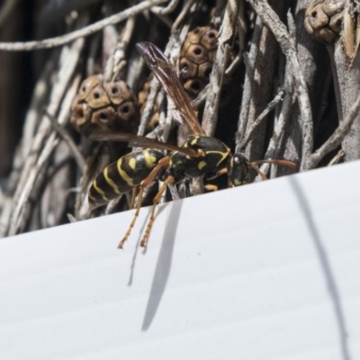 Polistes (Polistes) chinensis (Asian paper wasp) at Fyshwick, ACT - 9 Oct 2018 by AlisonMilton