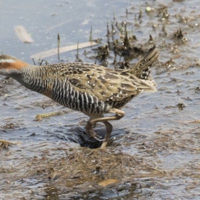 Gallirallus philippensis (Buff-banded Rail) at Fyshwick, ACT - 9 Oct 2018 by Alison Milton