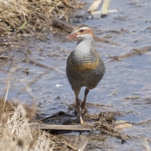 Gallirallus philippensis at Fyshwick, ACT - 9 Oct 2018