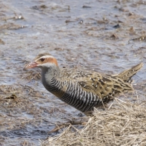 Gallirallus philippensis at Fyshwick, ACT - 9 Oct 2018