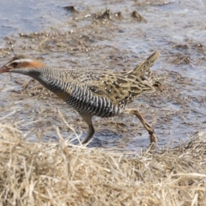 Gallirallus philippensis at Fyshwick, ACT - 9 Oct 2018