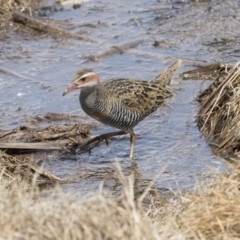 Gallirallus philippensis at Fyshwick, ACT - 9 Oct 2018 10:52 AM