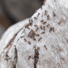 Papyrius nitidus (Shining Coconut Ant) at Symonston, ACT - 9 Oct 2018 by AlisonMilton