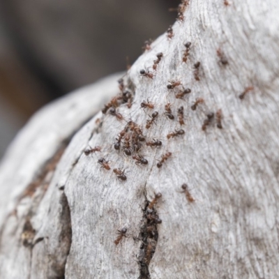Papyrius nitidus (Shining Coconut Ant) at Symonston, ACT - 9 Oct 2018 by AlisonMilton