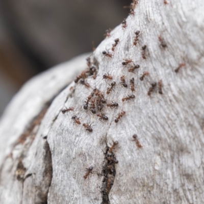 Papyrius nitidus (Shining Coconut Ant) at Callum Brae - 9 Oct 2018 by AlisonMilton