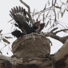 Corcorax melanorhamphos (White-winged Chough) at Callum Brae - 9 Oct 2018 by AlisonMilton