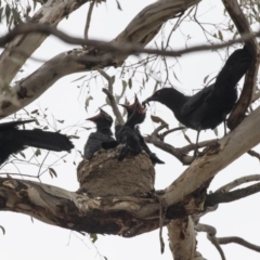 Corcorax melanorhamphos at Symonston, ACT - 9 Oct 2018