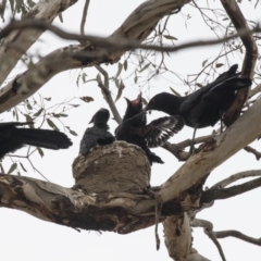 Corcorax melanorhamphos at Symonston, ACT - 9 Oct 2018