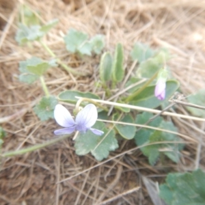 Viola betonicifolia at Amaroo, ACT - 9 Oct 2018 10:34 AM