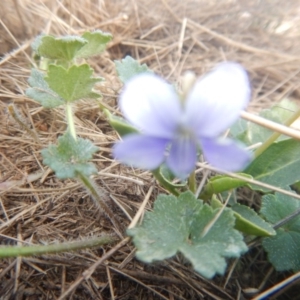 Viola betonicifolia at Amaroo, ACT - 9 Oct 2018 10:34 AM