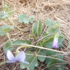 Viola betonicifolia at Amaroo, ACT - 9 Oct 2018 10:34 AM