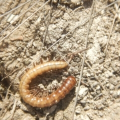 Paradoxosomatidae sp. (family) (Millipede) at Amaroo, ACT - 8 Oct 2018 by MichaelMulvaney