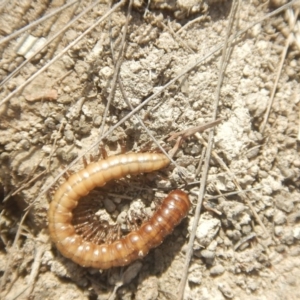 Paradoxosomatidae sp. (family) at Amaroo, ACT - 9 Oct 2018