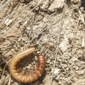 Paradoxosomatidae sp. (family) at Amaroo, ACT - 9 Oct 2018