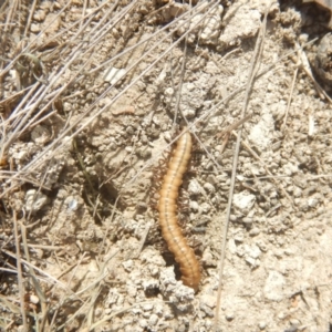 Paradoxosomatidae sp. (family) at Amaroo, ACT - 9 Oct 2018