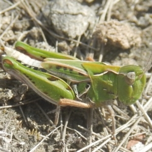 Perala viridis at Amaroo, ACT - 9 Oct 2018