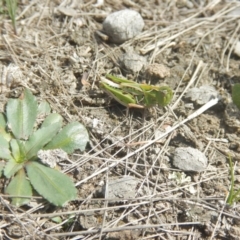 Perala viridis at Amaroo, ACT - 9 Oct 2018