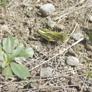 Perala viridis at Amaroo, ACT - 9 Oct 2018