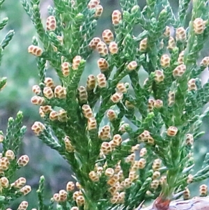 Callitris rhomboidea at Bermagui, NSW - 4 May 2014